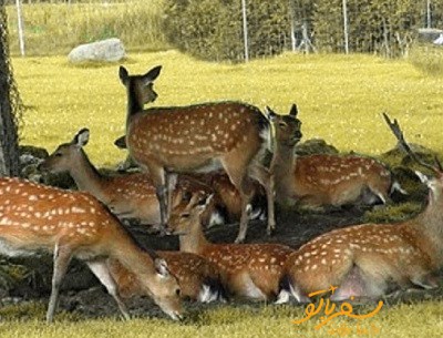 بوستان آهوان کیش